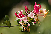 Honeysuckle (Lonicera periclymenum 'Peaches and Cream')