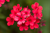 Garden phlox (Phlox paniculata 'Early Red') flowers