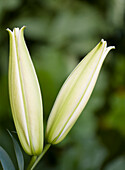 Lily (Lilium 'Conca d'Or') buds