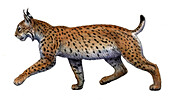 Prehistoric Iberian lynx, illustration