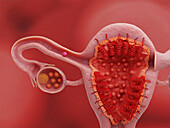 Uterus and ovary on day 19 of the menstrual cycle, illustration