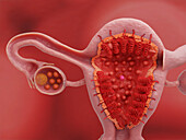 Uterus and ovary on day 21 of the menstrual cycle, illustration