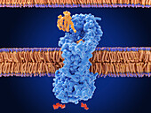 Lipopolysaccharide transport in bacterial cell membrane, illustration