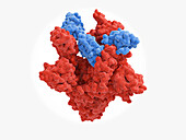 Nanobodies and Covid-19 virus spike protein, illustration