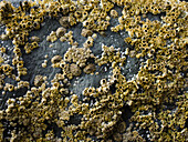 Barnacles on coastal rocks