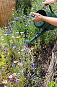 Woman watering colourful wildflower meadow in the garden with a watering can