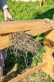 Traditionelle Leinenherstellung durch Brechen der Fasern