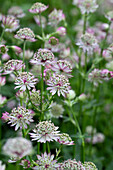 Sterndolde (Astrantia)