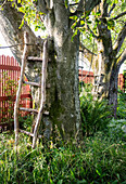 Rustikale Holzleiter an altem Obstbaum im Garten