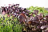 Close-up of different types of microgreens