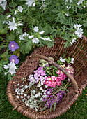 Gefüllter Weidenkorb mit frisch geschnittenen Sommerblumen