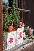 Christmas window decoration: mini fir trees with cones and apples in newspaper planters