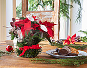 Christmas table decoration with poinsettia (Euphorbia pulcherrima) and biscuits on a wooden table