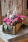 Advent arrangement with pink poinsettias (Euphorbia pulcherrima) and candles in a wooden box