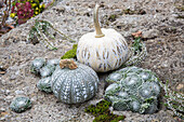 Bemalte Zierkürbisse und Sukkulenten auf steinigem Untergrund im Herbstgarten