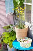 Drumstick flowers (Craspedia) in a basket next to a mini pond on a balcony table