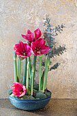 Amaryllis (Hippeastrum) in a decorative bowl