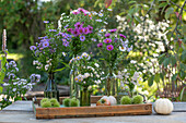 Asters 'Barr's Blue', 'Barr's Pink', 'Weisses Wunder' and myrtle aster decorated with ornamental pumpkins and chestnuts on the patio