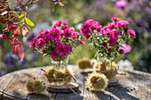 Blumenstrauß aus Raublatt-Astern (Aster novae-angliae) 'Andenken an Paul Gerber' und Maronen auf Gartentisch
