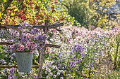 Strauß aus Kissen-Aster 'Herbstgruß vom Bresserhof' (Aster dumosus) und Glattblatt-Aster (Aster novi-belgii) 'Dauerblau' in altem Zinkeimer an Rankhilfe hängend