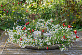 Gesteck aus einem gebundenem Kranz aus Klematisranken (Clematis) in Schale mit Wasser, mit Myrtenaster (Aster ericoides) und Hagebutten