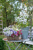 Astern 'Herbstgruß vom Bresserhof', 'Dauerblau' 'Alma Pötschke', Myrtenaster (Aster ericoides) als Blumenstrauß und im Weidenkorb auf Gartentisch