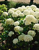 Hydrangea arborescens 'Annabelle'