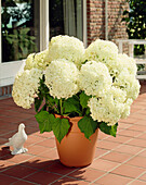 Hydrangea arborescens 'Annabelle'