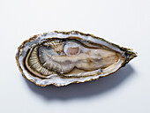 Opened oyster (bird island)