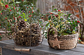 Holly 'Alaska' and 'Argentea Marginata' in planter with poinsettia and basket with cones