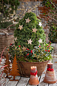 Sugar loaf spruce (Picea Glauca) 'Conica', holly 'Alaska' and 'Argentea Marginata' in planter, decorated with stars