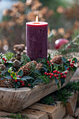 Advent arrangement with fir branches, holly (Ilex meserveae) 'Blue Maid' and candle