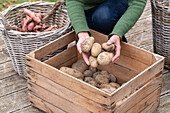 Süßkartoffel und Kartoffeln in Korb und Kiste\n\n