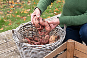 Süßkartoffeln im Korb