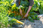 Chard of the variety 'Bright Light' in garden bed and in the basket