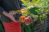 Woman holding basket with harvest of chard 'Bright Lights', wax beans 'Neckargold' and different types of tomatoes