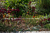 Gemüsebeet im Herbst, Zwiebeln, Stuttgarter Riese, Steckzwiebel 'Rote Piroska', Garten Fuchsschwanz (Amaranthus caudatus)