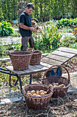 Man harvests potatoes