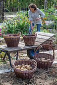 Woman harvesting potatoes