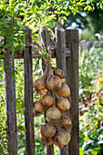 Zwiebelzopf aus 'Stuttgarter Riese' am Holzzaun