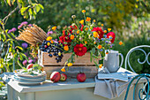 Erntedank Kiste mit Weizen, Trauben, Dahlien, Borretsch, Ringelblume, Salbei, Äpfel auf Gartentisch