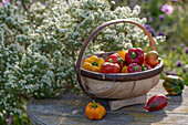 Korb mit roter und gelber Paprika vor Myrten-Astern