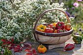 Korb mit roter und gelber Paprika vor Myrten-Astern