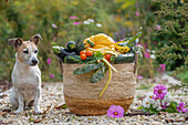Vegetable basket next to a small dog and a bunch of jewellery baskets and lemon balm