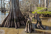Cypress knees and old-growth bald cypress trees in Lake Dauterive in the Atchafalaya Basin or Swamp in Louisiana.