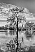 A bald cypress tree draped with Spanish moss reflected in a lake in the Atchafalaya Basin in Louisiana.