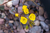 Goldene Nachtkerze, Camissonia brevipes, blüht im Frühling im Death Valley National Park in der Mojave-Wüste in Kalifornien