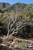 An Arizona alder,Alnus oblongifolia, in winter in Madera Canyon, Arizona.