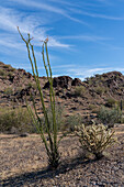 Ocotillo, Fouquieria splendens, und Buckhorn Cholla, Cylindropuntia acanthocarpa, in der Sonoran-Wüste bei Quartzsite, Arizona