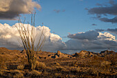Ocotillo, Fouquieria splendens, mit den Plomosa Mountains im Hintergrund in der Sonoran-Wüste bei Quartzsite, Arizona